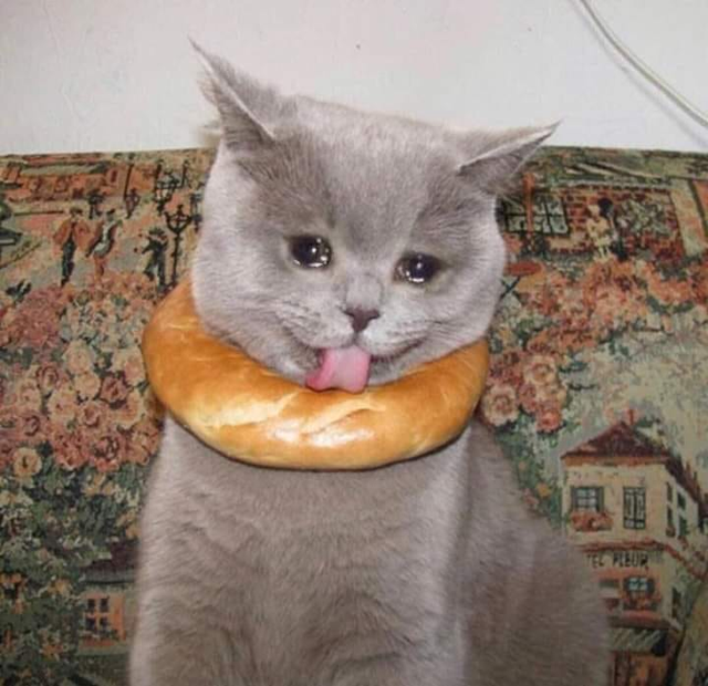 cat1
